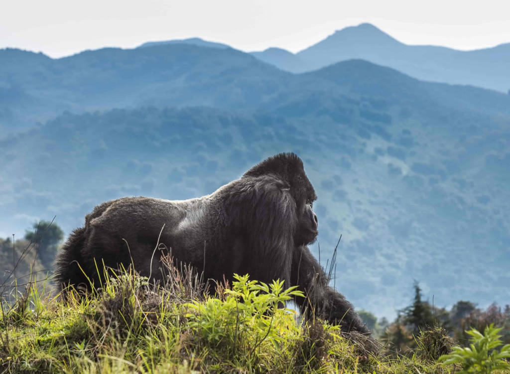 Gorilla trekking in Volcano park + Dian Fossey
