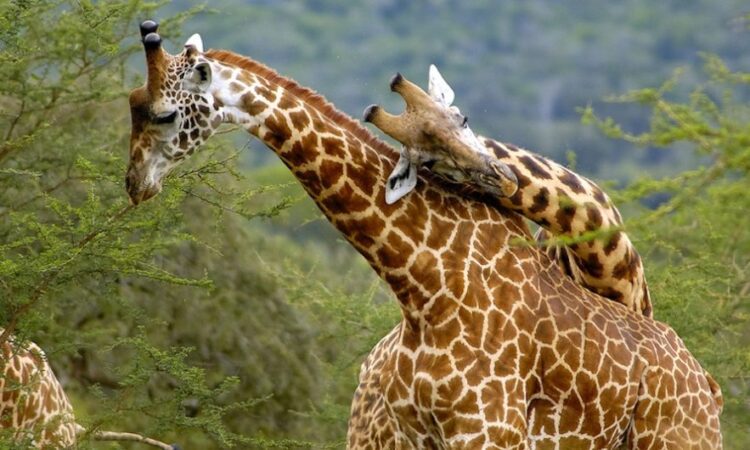 akagera-girafees
