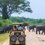 Things You Shouldnt Do When Touring In Rwanda National Park