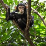 All About Nyungwe Forest: Rwanda’s Ancient Rainforest