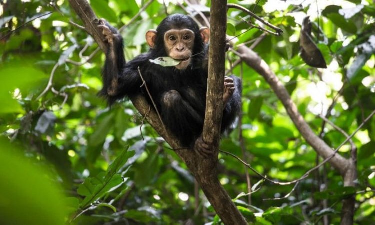 nyungwe-chimps