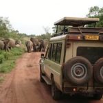 Unlock Rwanda’s Wildlife: Traveler’s Safari Car Rental Guide