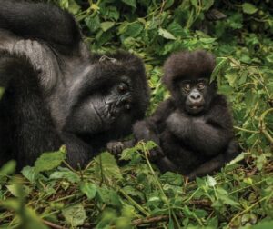 kwita-izina-rwanda