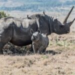 Where to See the Famous Big Five in Rwanda