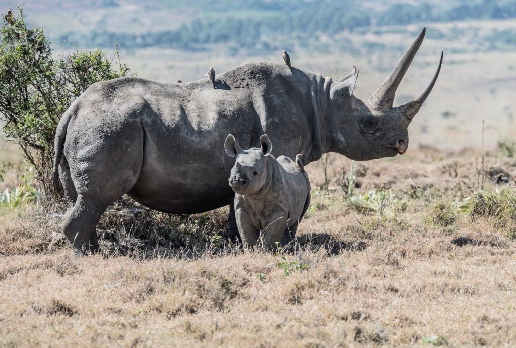 Big Five safaris Rwanda