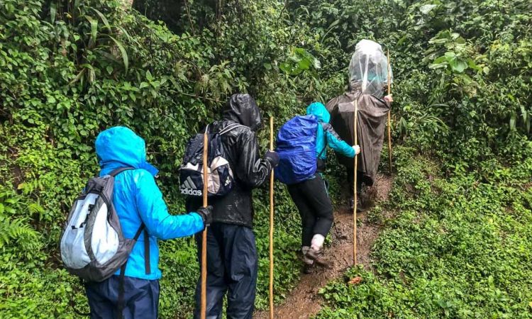 gorilla trekking is hard